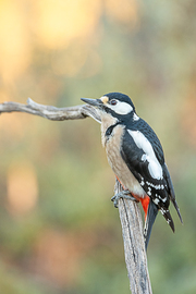 $htmlUtil.escape($Titulo.getData())