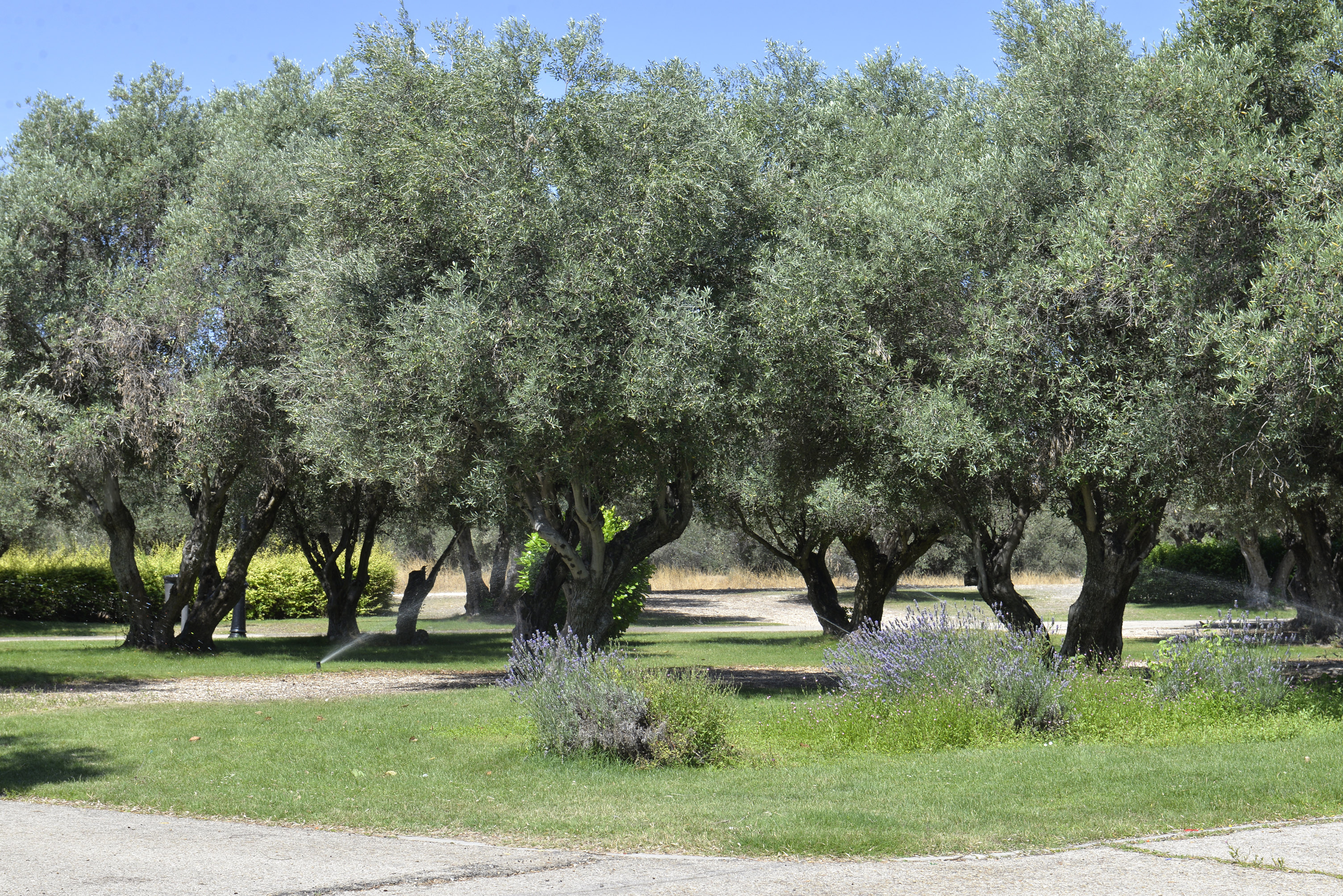 Olivos