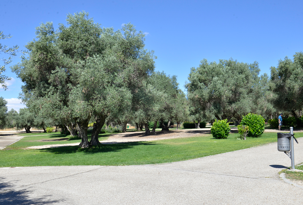 Olivos